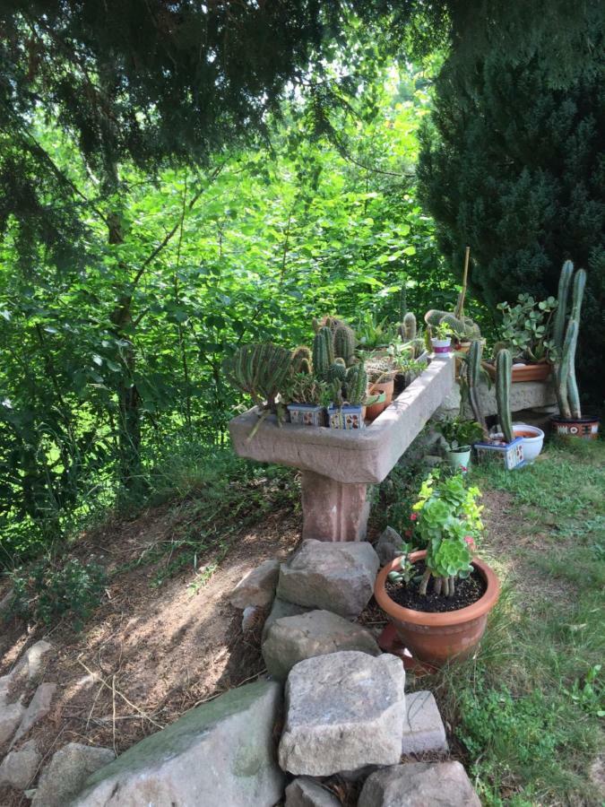 Gite Le Vieux Ruisseau Sauna Et Massages Lapoutroie Exterior foto